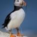 puffin_atlantic_msi_v_1549_can1170.jpg